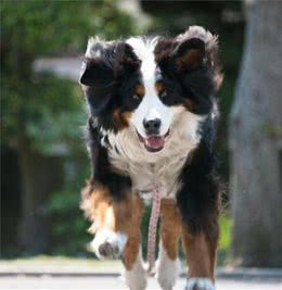 狗狗换毛的时候要喂什么犬粮？5大挑选要素你要重点关注