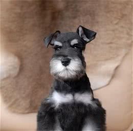 巨型雪纳瑞犬有多大雪纳瑞犬体重为34到41公斤