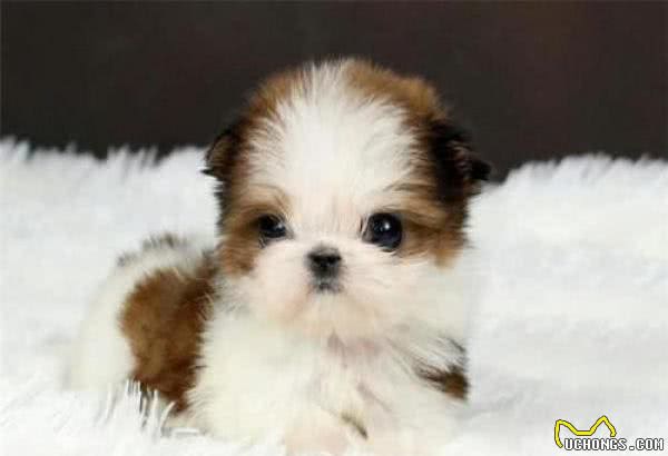 茶杯犬只有“巴掌大”,这类犬为什么这么小呢?真相让人愤慨