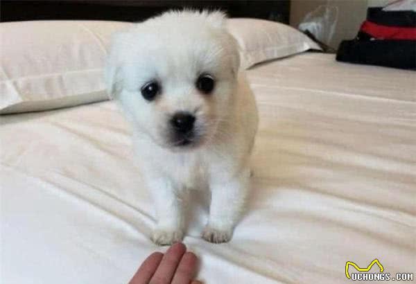 茶杯犬只有“巴掌大”,这类犬为什么这么小呢?真相让人愤慨