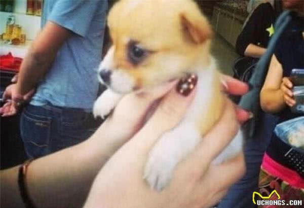 茶杯犬只有“巴掌大”,这类犬为什么这么小呢?真相让人愤慨
