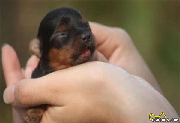 茶杯犬只有“巴掌大”,这类犬为什么这么小呢?真相让人愤慨