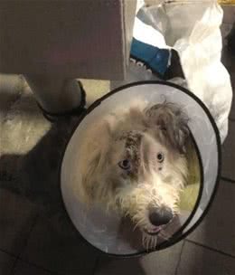 受伤古牧犬被弃街头，主人只留下一封信