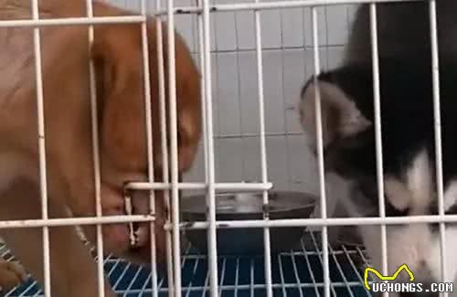 在哈士奇犬的烘托下，这只狗狗开笼门的操作太神奇了