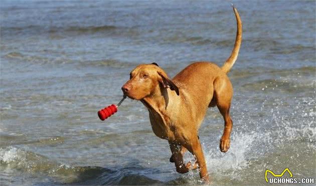 在哈士奇犬的烘托下，这只狗狗开笼门的操作太神奇了