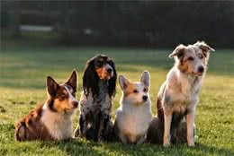 带狗狗外出时，碰上这4种情况，要及时制止犬