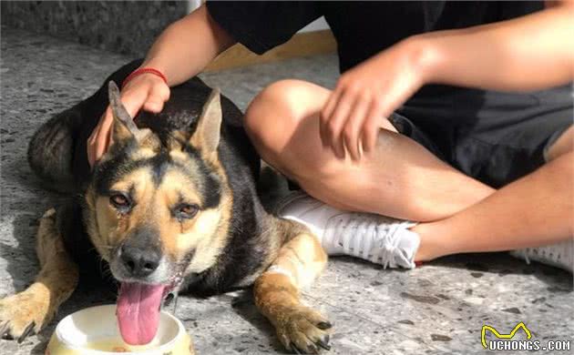 爱犬患上糖尿病，铲屎官能做些什么？营养护理了解一下