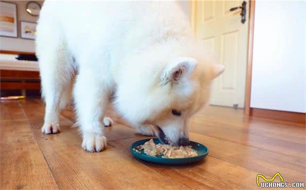 爱犬患上糖尿病，铲屎官能做些什么？营养护理了解一下