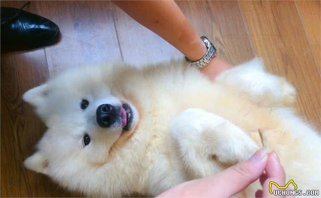 爱犬患上糖尿病，铲屎官能做些什么？营养护理了解一下