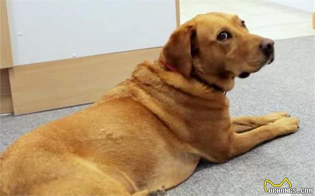 爱犬患上糖尿病，铲屎官能做些什么？营养护理了解一下