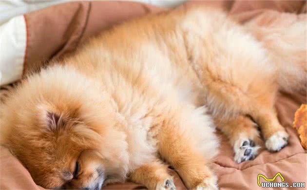 爱犬患上糖尿病，铲屎官能做些什么？营养护理了解一下