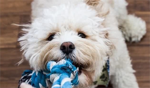 跟贵宾犬(泰迪)用咬绳玩具玩拔河，真的会让狗狗变得凶狠吗？
