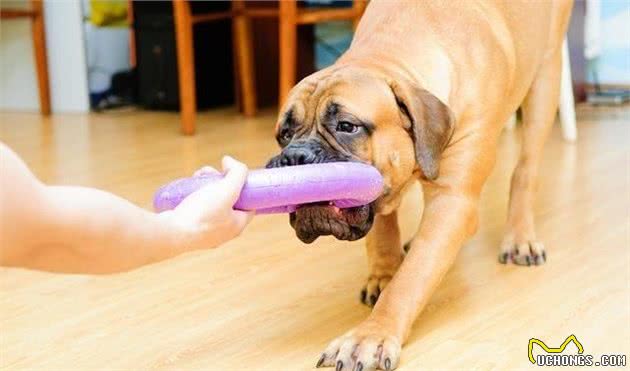 跟贵宾犬(泰迪)用咬绳玩具玩拔河，真的会让狗狗变得凶狠吗？