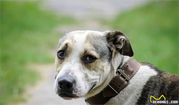 训犬师：狗狗脱敏训练的“三板斧”，是新手训犬的最基本方法