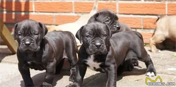 来自南非的这类猛犬，能够三分钟秒掉藏獒