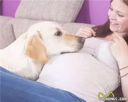 怀孕时狗狗怎么办
