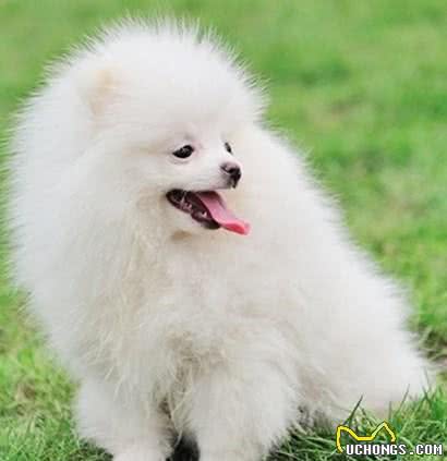 犬毛发容易打结？教你一招，犬毛发蓬松，光亮又顺滑还有香味
