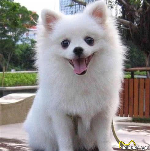 犬毛发容易打结？教你一招，犬毛发蓬松，光亮又顺滑还有香味