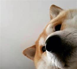 新手怎么挑选幼犬？幼犬挑选技巧