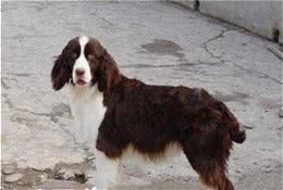 史宾格犬的习性史宾格犬性情温和易训化