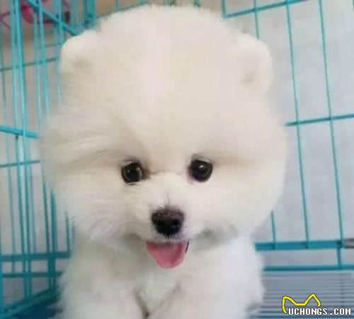 怎么挑选一只健康的博美犬？看这几点很重要，别被骗了