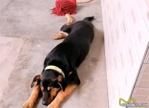 狗妈妈带小狗找上门，家犬懵了，主人你听我诠释，小狗真不是我的