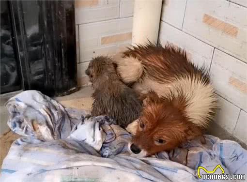 狗妈妈带小狗找上门，家犬懵了，主人你听我诠释，小狗真不是我的