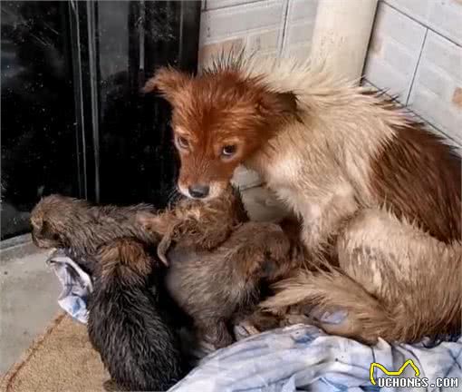 狗妈妈带小狗找上门，家犬懵了，主人你听我诠释，小狗真不是我的