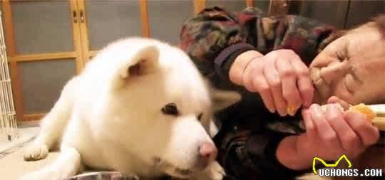 不外传的训练狗狗吃饭绝招网友：超实用
