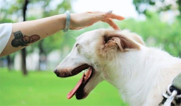 专家说，要是犬有这几个特征，说明特别忠诚