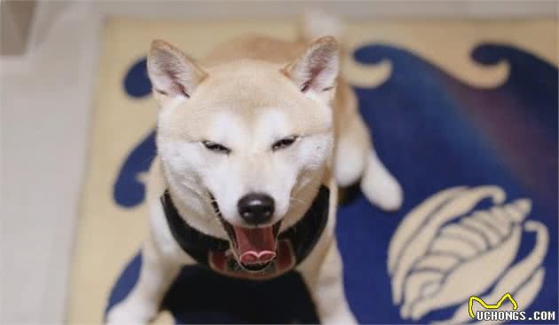 专家说，要是犬有这几个特征，说明特别忠诚