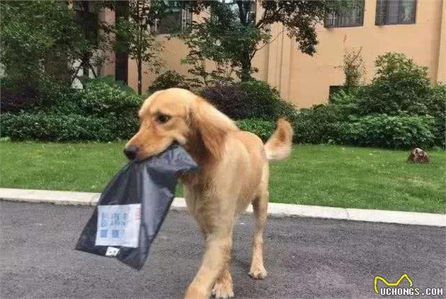专家说，要是犬有这几个特征，说明特别忠诚