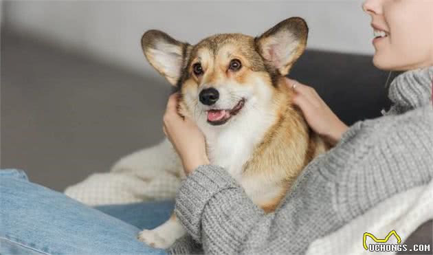 专家说，要是犬有这几个特征，说明特别忠诚