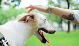 专家说，要是犬有这几个特征，说明特别忠诚