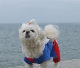 西施犬如何饲养不能太频繁洗澡