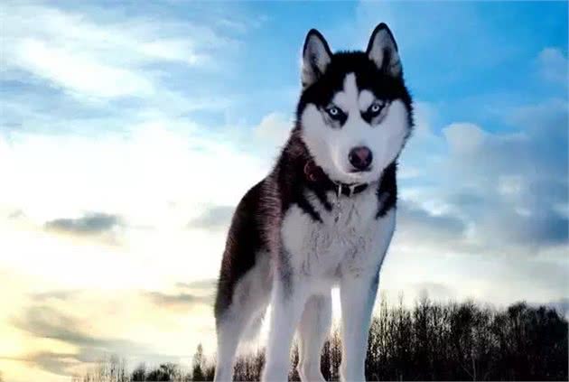 冰雪英雄哈士奇犬不应生活在笼子里，别忘了他叫西伯利亚雪橇犬