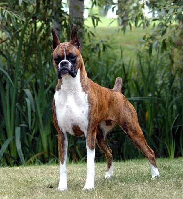 剪耳断尾对于大型犬意味着什么，这2点尤其重要，最容易被忽略