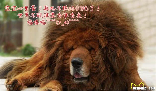 藏獒遇上高加索犬，竟完败！有图有真相！藏獒真的太弱了！
