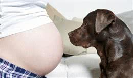怀孕能养狗吗？孕期养狗还有这类好处！豫备要孩子快看看！