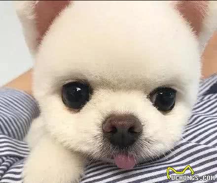 给狗狗取名真是“各有所长”，看看你属于哪一类？