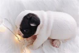 幼犬定点大小便训练，做高兴的铲屎官