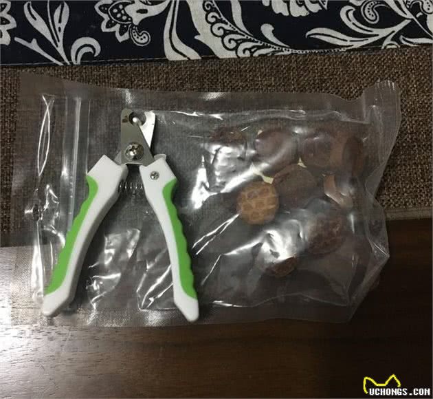 狗狗不愿意剪指甲？教你如何轻松给狗剪指甲（泰迪）