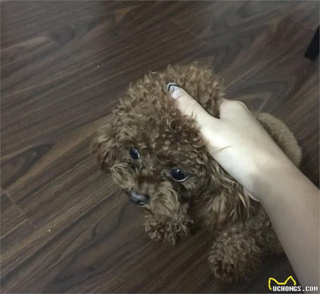狗狗不愿意剪指甲？教你如何轻松给狗剪指甲（泰迪）