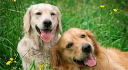 养公狗还是养母狗好？这都不是个问题，但却有这5点区别