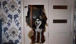 预防狗狗乱咬东西，做好以下5点