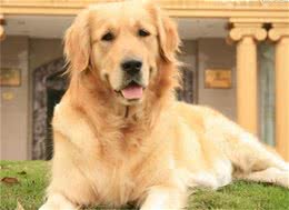 如何做好养护工作养宠物狗应当注意的误区