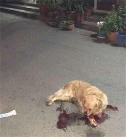 黄金猎犬在马路上差点被主人活活打死