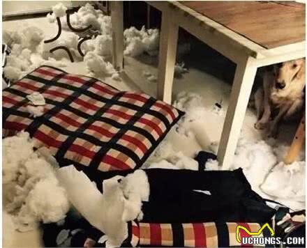 为什么狗狗喜欢乱咬东西？原因有6个，网友：高血压别养狗