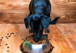 辟谣：干犬粮一无是处？不会养狗的人材这样说，一文告诉你为什么