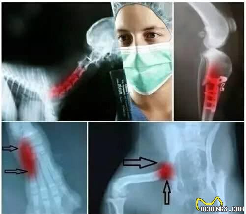 宠物界两大杀手太可怕！